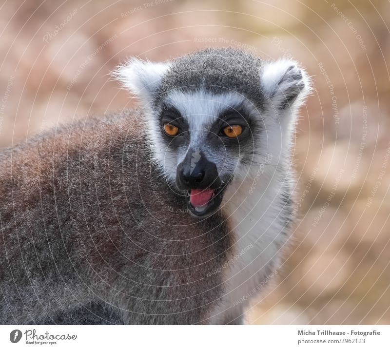 Calling Monkey Nature Animal Sun Sunlight Beautiful weather Wild animal Animal face Pelt Monkeys Ring-tailed Lemur Half-apes Eyes Tongue Muzzle Ear 1 Observe