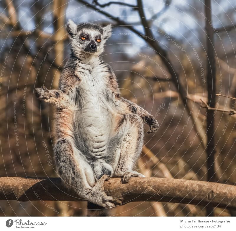 Monkey takes a sunbath Nature Animal Sky Sun Sunlight Beautiful weather Tree Forest Wild animal Animal face Pelt Paw Monkeys Ring-tailed Lemur Half-apes Eyes