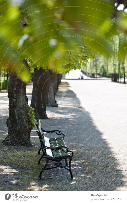 Soon it will be parking time again Summer Beautiful weather Plant Tree Leaf Foliage plant Park Town Friendliness Gray Green Joie de vivre (Vitality)