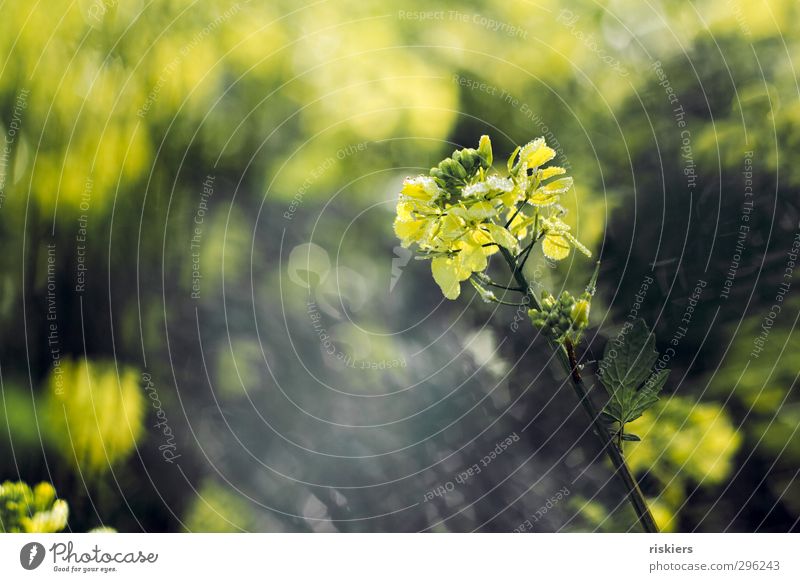 sea of light iii Environment Nature Landscape Plant Drops of water Sun Sunrise Sunset Sunlight Spring Autumn Beautiful weather Blossom Agricultural crop Canola