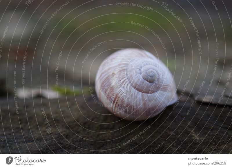 overslept.... Environment Nature Animal Snail 1 Snail shell Stone Esthetic Authentic Simple Beautiful Uniqueness Natural Round Slimy Brown Gray Colour photo