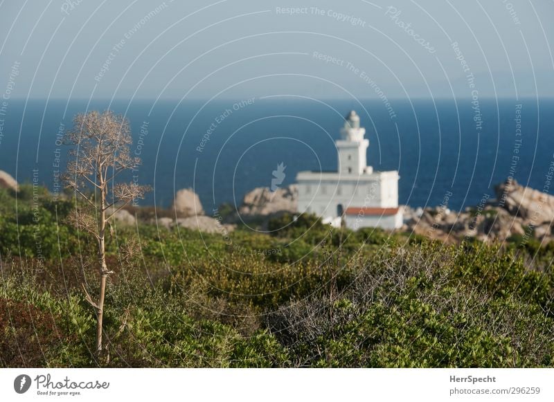 Capo Testa Vacation & Travel Nature Cloudless sky Summer Beautiful weather Plant Foliage plant Wild plant Rock Coast Ocean Mediterranean sea Italy Sardinia