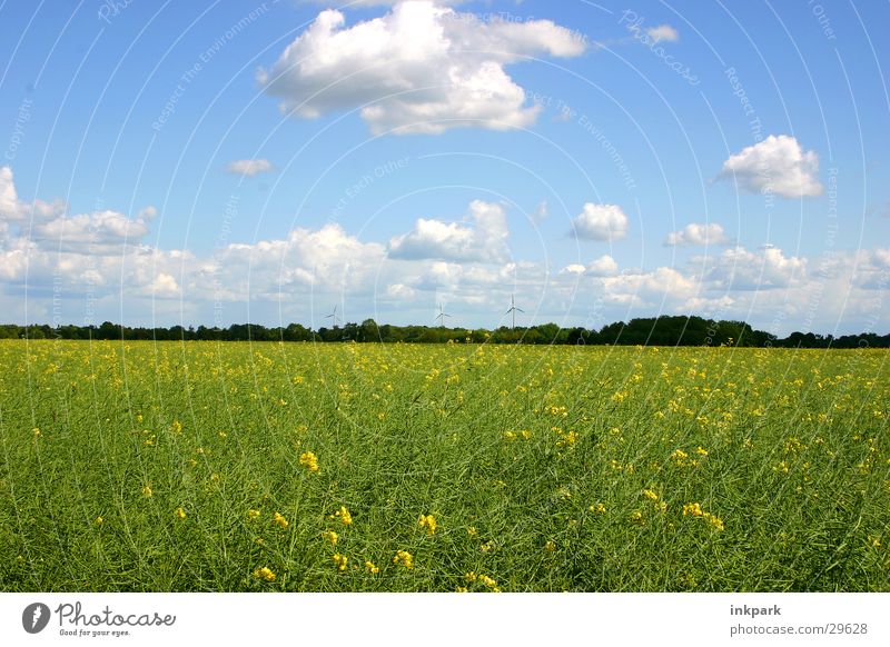 cheerful to cloudy Meadow Canola Clouds Field Beautiful weather Sky Nature