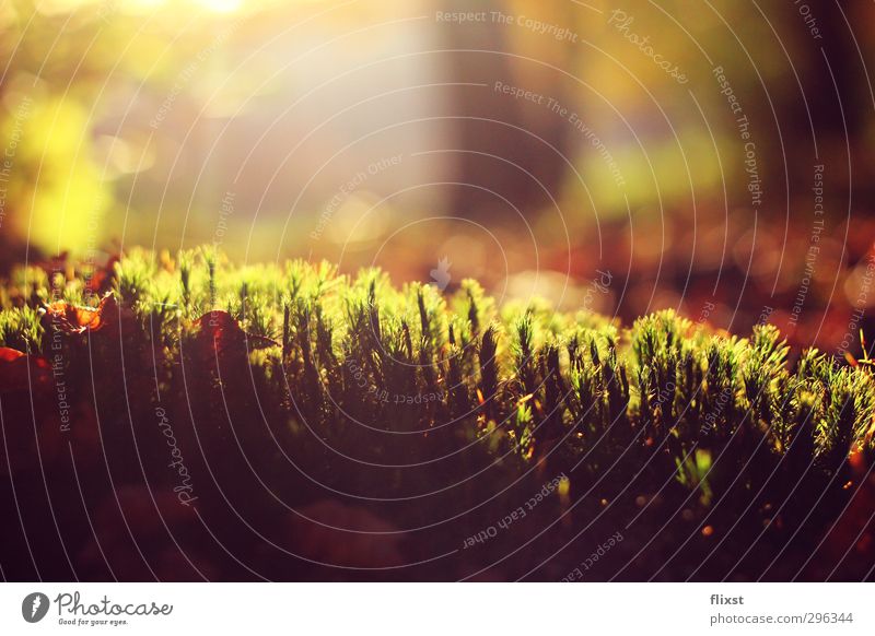 moss-free Nature Spring Beautiful weather Moss Forest Contentment Caution Hope Colour photo Exterior shot Deserted Day Back-light Shallow depth of field