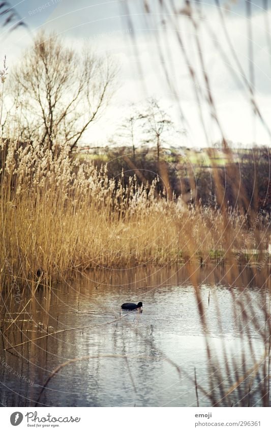 pond dweller Environment Nature Landscape Spring Plant Bushes Park Pond Wet Natural Common Reed Duck Colour photo Exterior shot Deserted Day