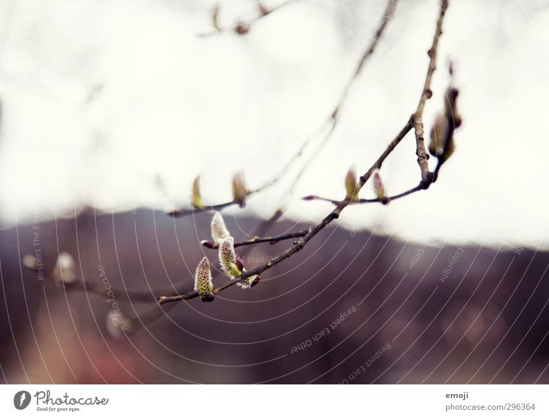 cautious Nature Plant Spring Tree Bushes Natural Green Blossoming Branch Colour photo Exterior shot Close-up Deserted Day Shallow depth of field