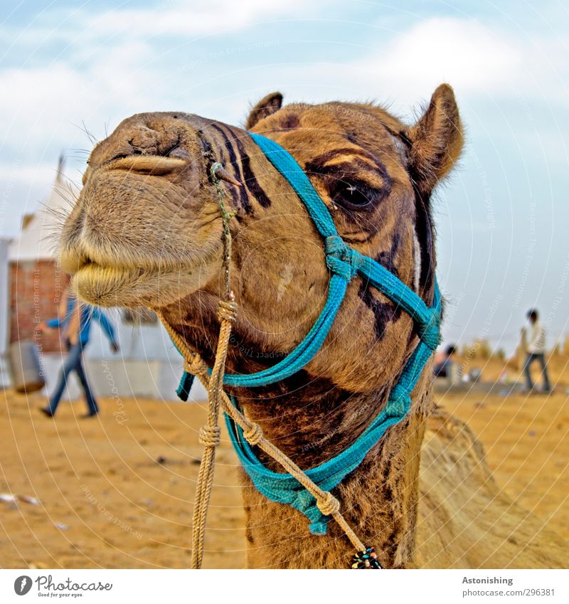 "Huh?" Human being Masculine Body 2 Nature Weather Beautiful weather Animal Farm animal Camel 1 Leather Looking Muzzle Pelt String Rope Bridle Mount Blue Brown