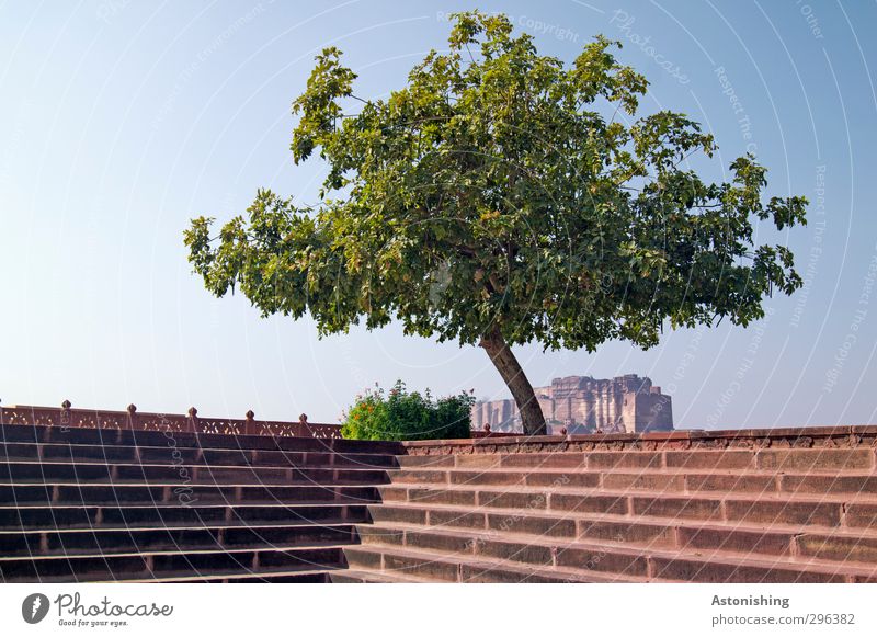 covered fortress Nature Plant Sky Cloudless sky Spring Weather Beautiful weather Warmth Tree Bushes Park Jodphur Rajasthan India Asia Town