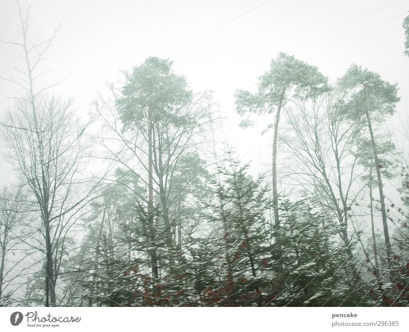 volatile green Nature Landscape Spring Winter Fog Tree Forest Thin Far-off places Naked Speed Green Turquoise Pine Fir tree Lake Constance Misty atmosphere