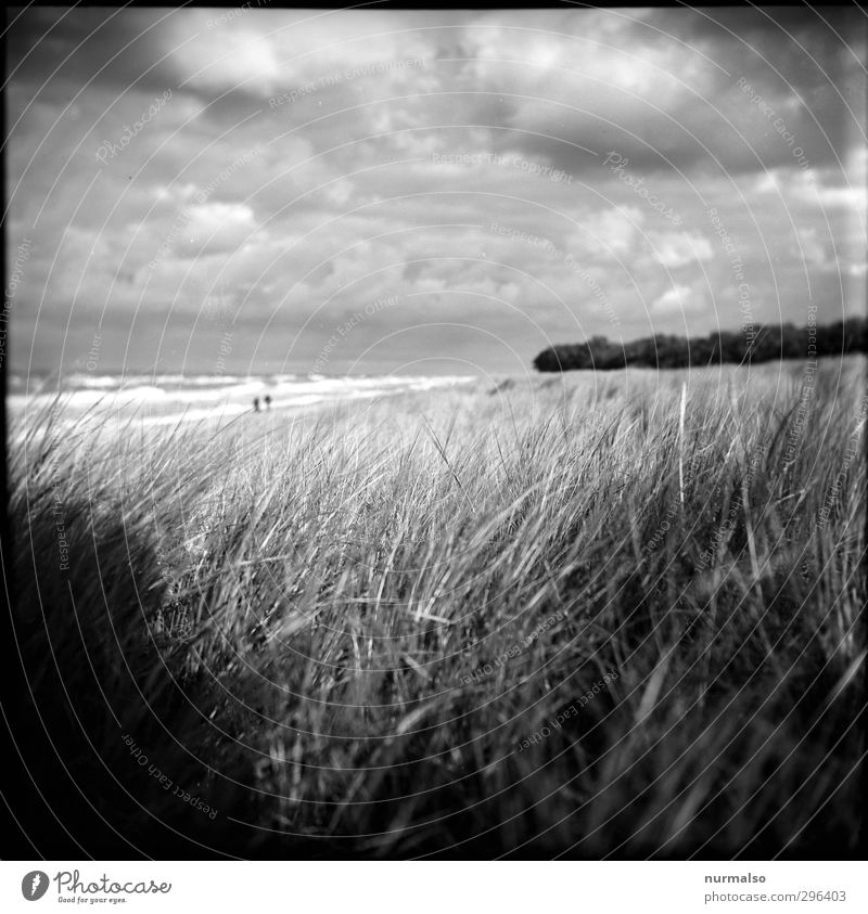 wild soft hidden lake Leisure and hobbies Hiking Art Nature Landscape Plant Animal Clouds Autumn Beautiful weather Grass marram grass Seaweed Waves Coast Beach