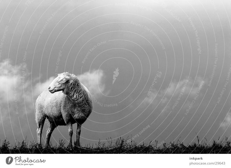 Alone? Sheep Clouds Gale Lawn Loneliness Wind Rain