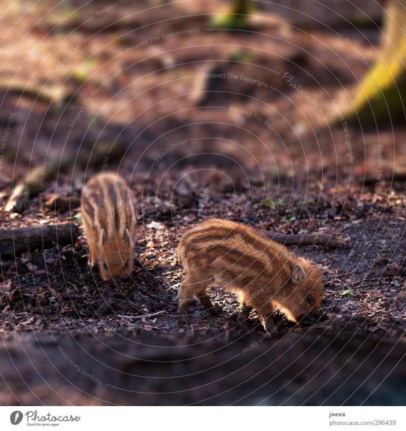 You stick your nose in everything, too. Nature Sunlight Wild boar Young boar 2 Animal Baby animal Discover To feed Brown Idyll Team Woodground Offspring Stripe