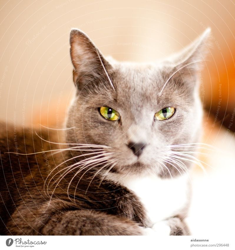 beast Pet Cat 1 Animal Contentment Watchfulness Serene Calm Timidity Colour photo Interior shot Deserted Neutral Background Flash photo Animal portrait