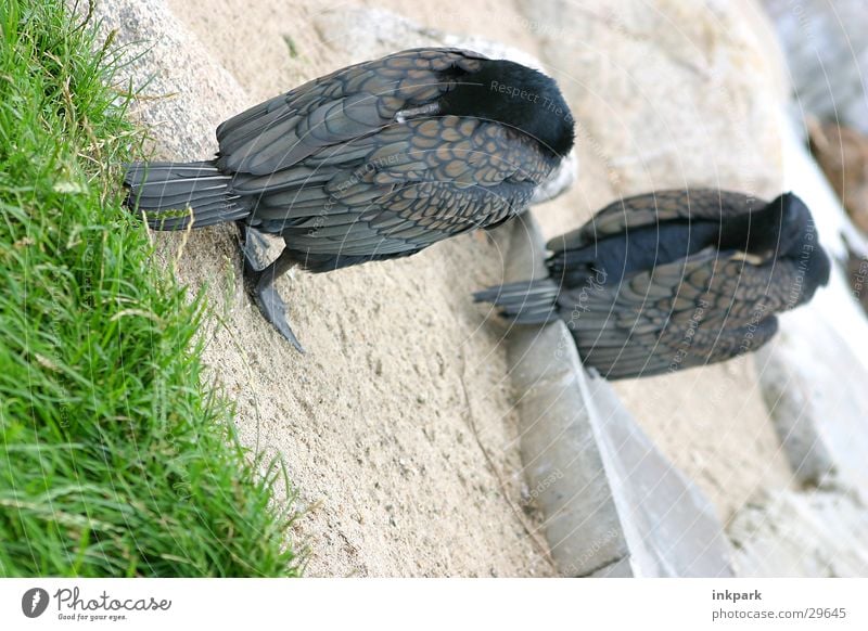 Sleeping Bird Calm Grass Dream Stone