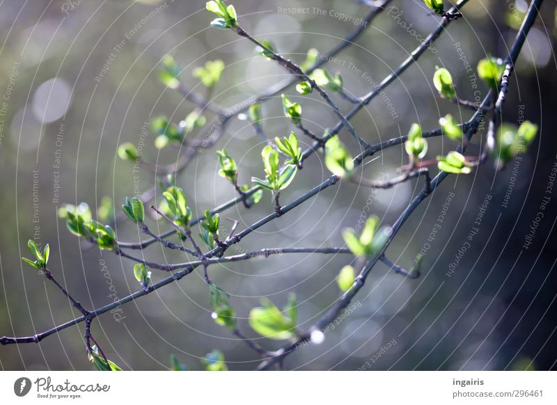 finally! Nature Plant Sunlight Spring Bushes Leaf Foliage plant Garden Illuminate Growth Bright Beautiful Warmth Blue Gray Green White Moody Life Idyll Blur Bud