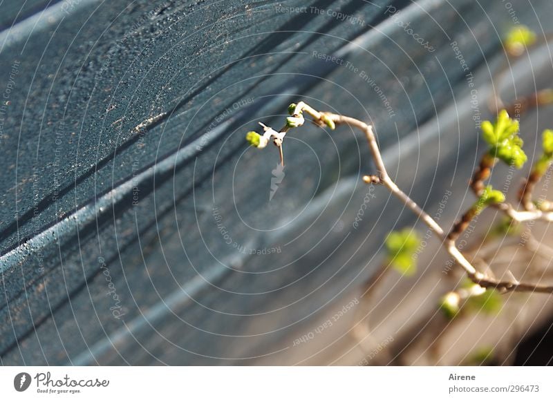 careful planting Nature Plant Bushes Agricultural crop Gooseberry leaf gooseberry bush Garden Hut Gardenhouse Barn Wall (barrier) Wall (building) Wood Touch