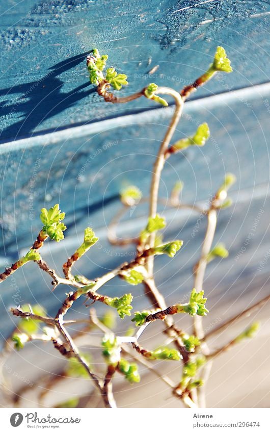 No stopping it Nature Plant Spring Bushes Leaf Agricultural crop Gooseberry leaf gooseberry bush Garden Hut Gardenhouse Barn Wall (barrier) Wall (building) Wood