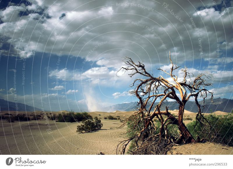 the tool of the blame. Sand Hot Desert Death valley Nationalpark Tree Log Dry Arid region Dune Deserted Loneliness Shriveled Warmth California USA National Park