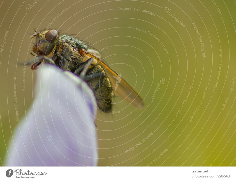 Fly. Animal Beautiful weather Garden Meadow Animal face Wing 1 Observe Crouch Watchfulness Colour photo Exterior shot Macro (Extreme close-up) Copy Space right