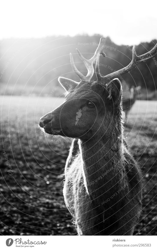 on the other side of the fence Environment Animal Spring Field Farm animal Wild animal Deer Roe deer 1 2 Observe Listening Illuminate Looking Stand Wait Natural