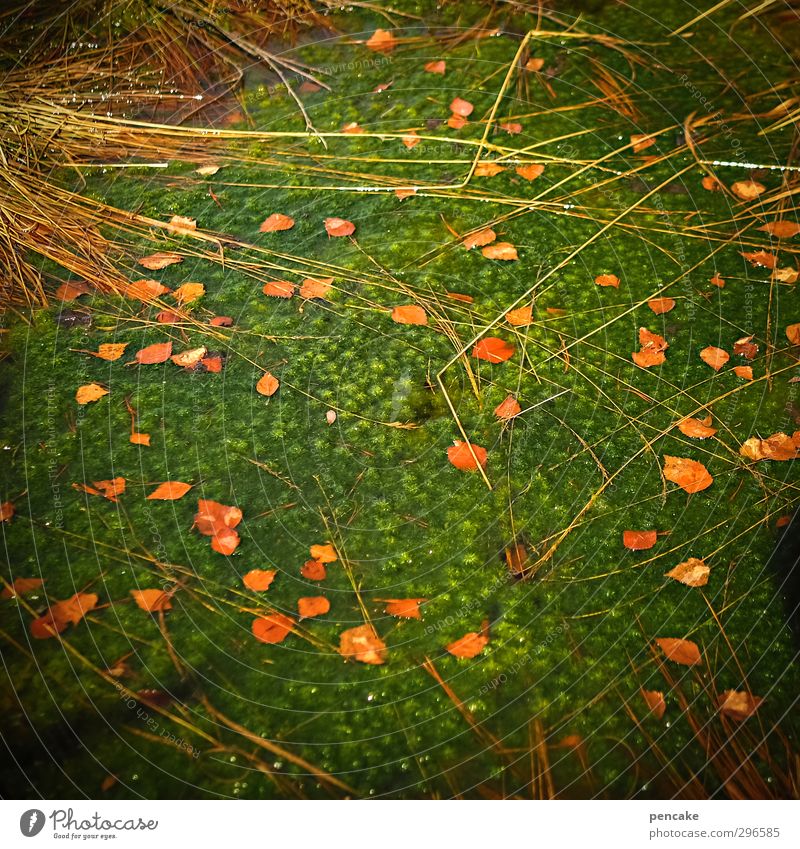 primordial soup Environment Nature Landscape Plant Elements Earth Water Spring Grass Moss Leaf Algae Alps Lakeside Bog Marsh Pond Happiness Spring fever Red