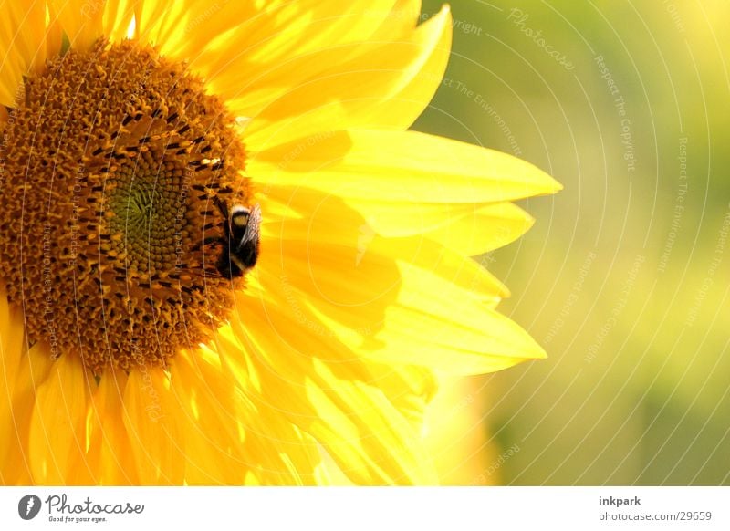 of bees and flowers Sunflower Bumble bee Bee Light Leaf Macro (Extreme close-up)