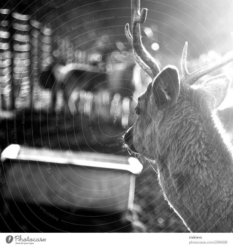 on the other side of the fence iii Environment Nature Animal Sunlight Spring Summer Autumn Beautiful weather Farm animal Wild animal Deer Roe deer 1