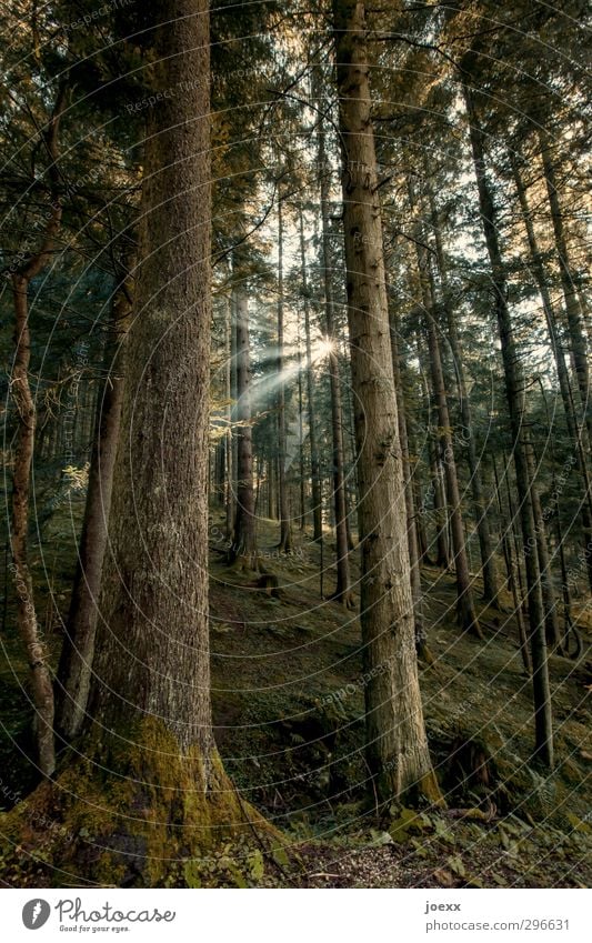 signpost Nature Sun Sunlight Beautiful weather Tree Forest Brown Green Energy Hope Idyll Environment Lanes & trails Beam of light Colour photo Subdued colour