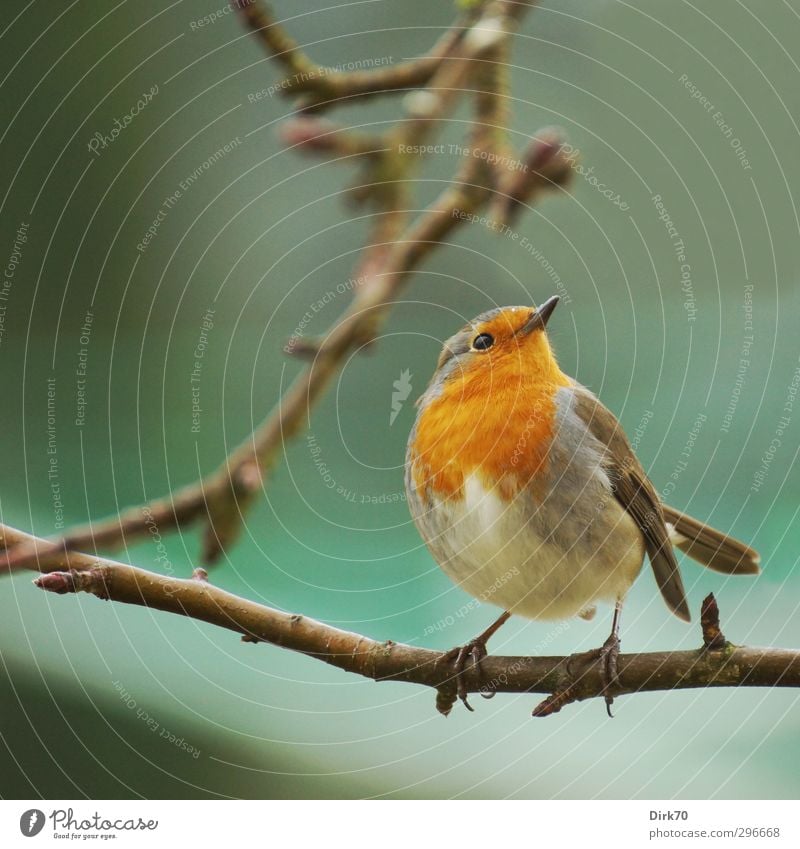 Robin on the hat Garden Animal Winter Twig Apple tree Branch Wild animal Bird Robin redbreast Songbirds 1 Observe Sit Small Soft Brown Gray Green Red Black