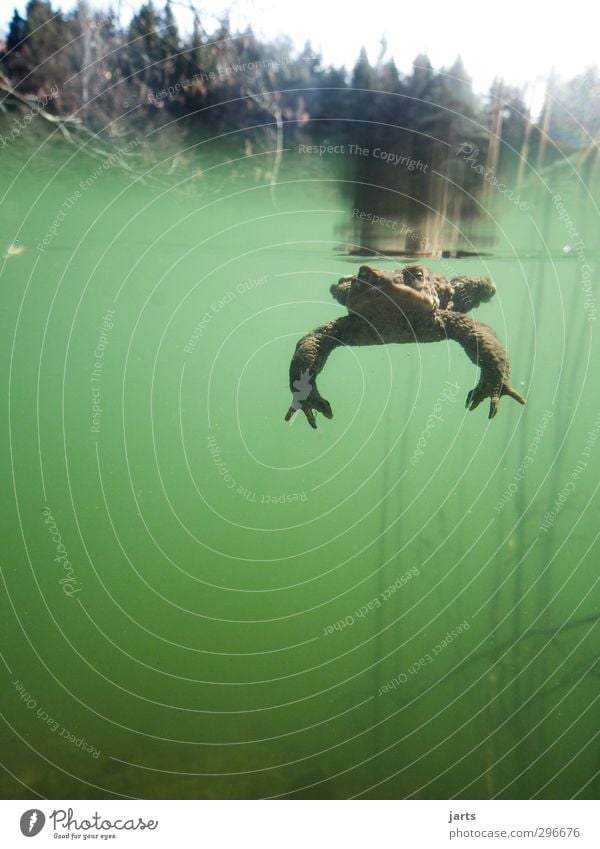 Submerged Plant Animal Water Spring Forest Pond Wild animal Frog 1 Swimming & Bathing Dive Fat Slimy Nature Colour photo Exterior shot Underwater photo Deserted