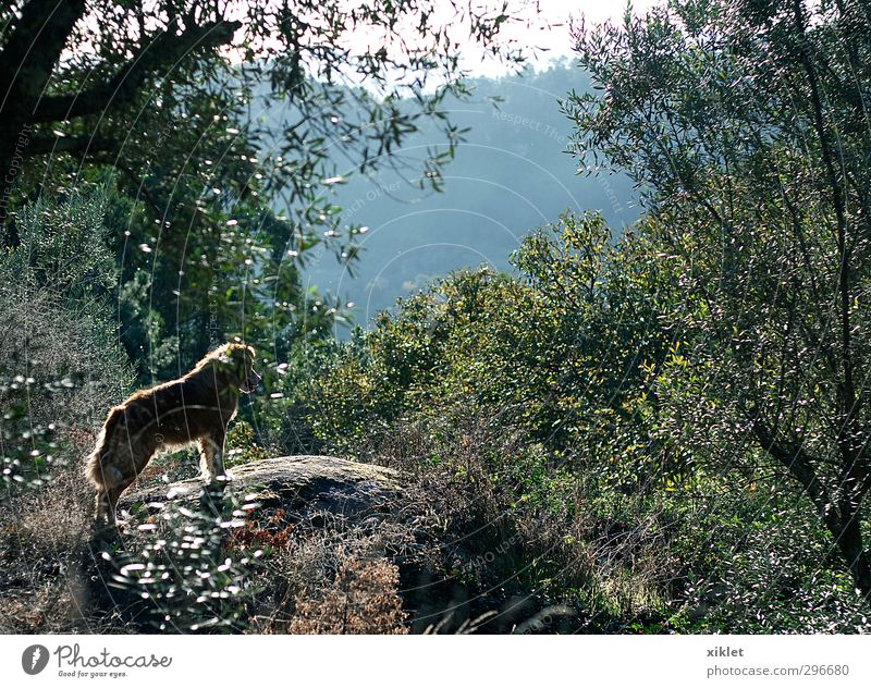 a dog in the field Nature Beautiful weather Tree Bushes Field Dog 1 Animal Observe To enjoy Looking Jump Stand Wait Elegant Free Friendliness Astute Natural