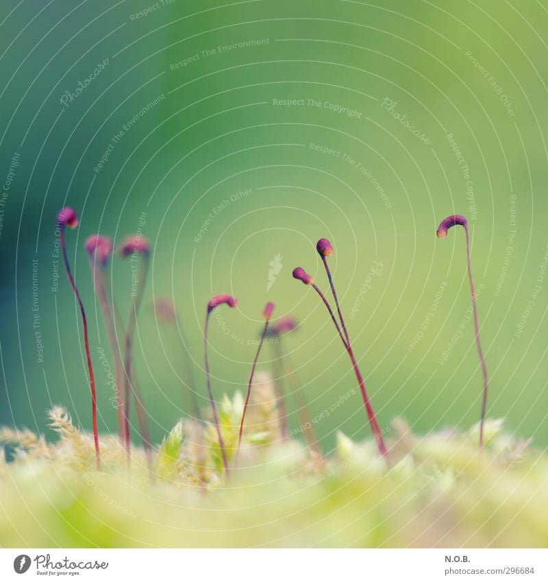 Small lanterns Environment Nature Spring Plant Moss Esthetic Friendliness Fresh Green Violet Growth Colour photo Multicoloured Exterior shot Close-up