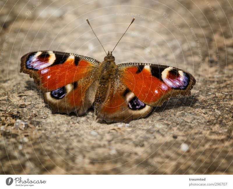 Peacock butterfly. Animal Wild animal Butterfly 1 Free Near Spring fever Multicoloured Exterior shot Macro (Extreme close-up) Deep depth of field