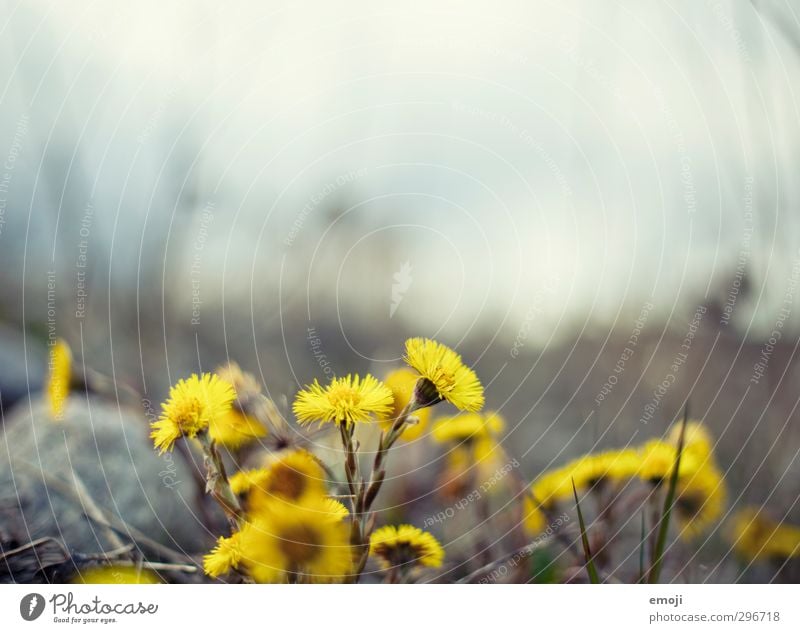 cyan Environment Nature Plant Spring Flower Natural Yellow Sow thistle flowers Colour photo Exterior shot Close-up Macro (Extreme close-up) Deserted