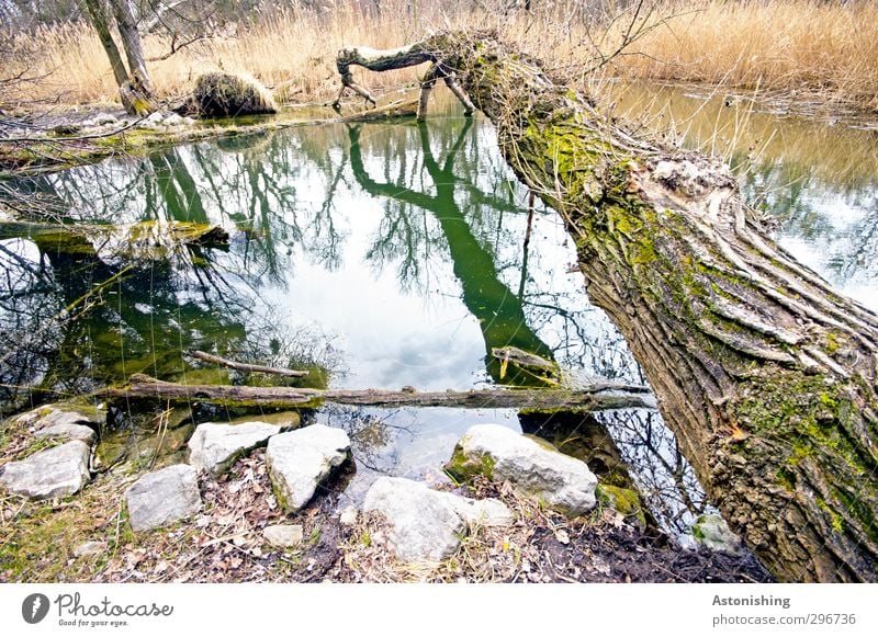 like a bridge Environment Nature Plant Earth Water Sky Clouds Spring Weather Tree Grass Bushes Moss Park Coast Pond Vienna Stone Wood To fall Lie Growth Brown