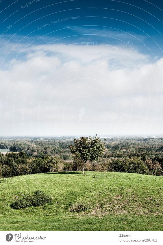 Good prospects Environment Nature Landscape Sky Clouds Summer Beautiful weather Tree Bushes Forest Hill Far-off places Tall Sustainability Calm Loneliness