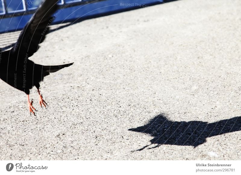 Headless - Drift Wall (barrier) Wall (building) Facade Roof Animal Bird Jackdaw Raven birds Wing Claw Feather 1 Flying Speed Departure Escape Companion Sun