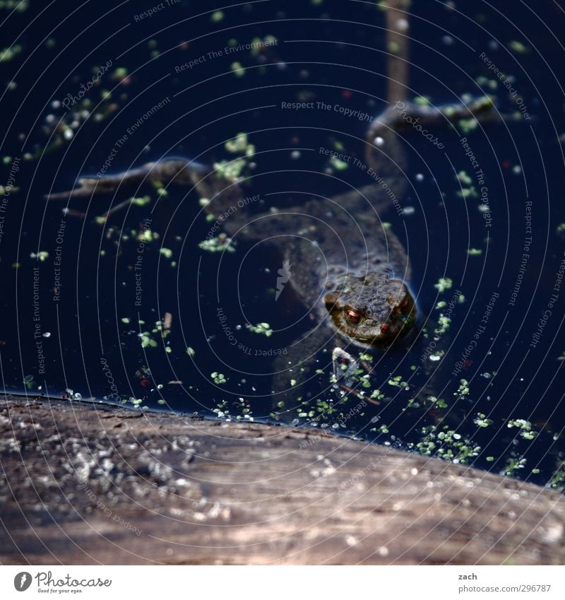 You're a top-heavy bastard. You're gonna catch your breath. Swimming & Bathing Animal Water Pond Lake Frog Movement Wet Brown Painted frog Float in the water