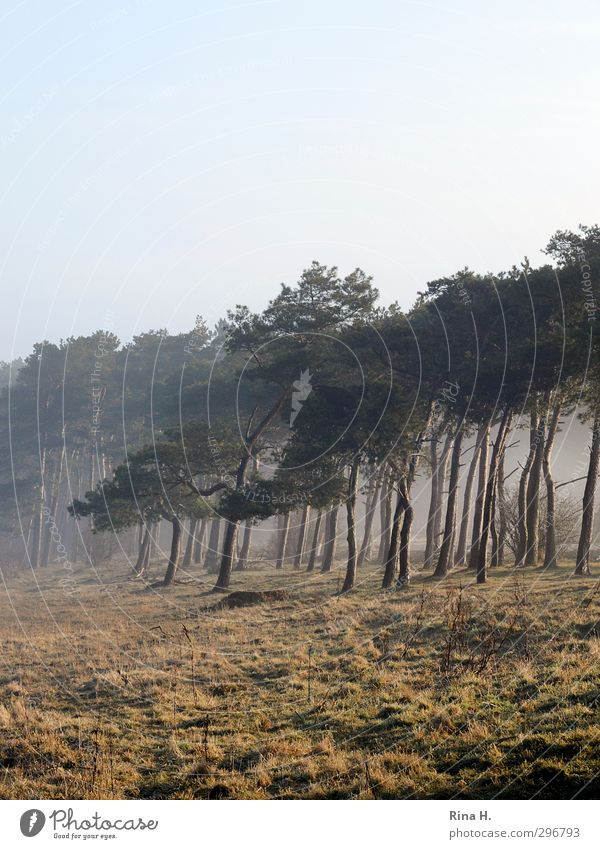 early morning mist Nature Landscape Fog Tree Pine Meadow Forest Natural Contentment Joie de vivre (Vitality) Colour photo Exterior shot Deserted Copy Space top