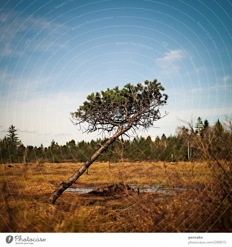 Top-heavy silent bow. Nature Landscape Spring Tree Bog Marsh Sign To fall Illuminate To swing Stand Esthetic Stress Emphasis Decline Change Pine Tilt Grass