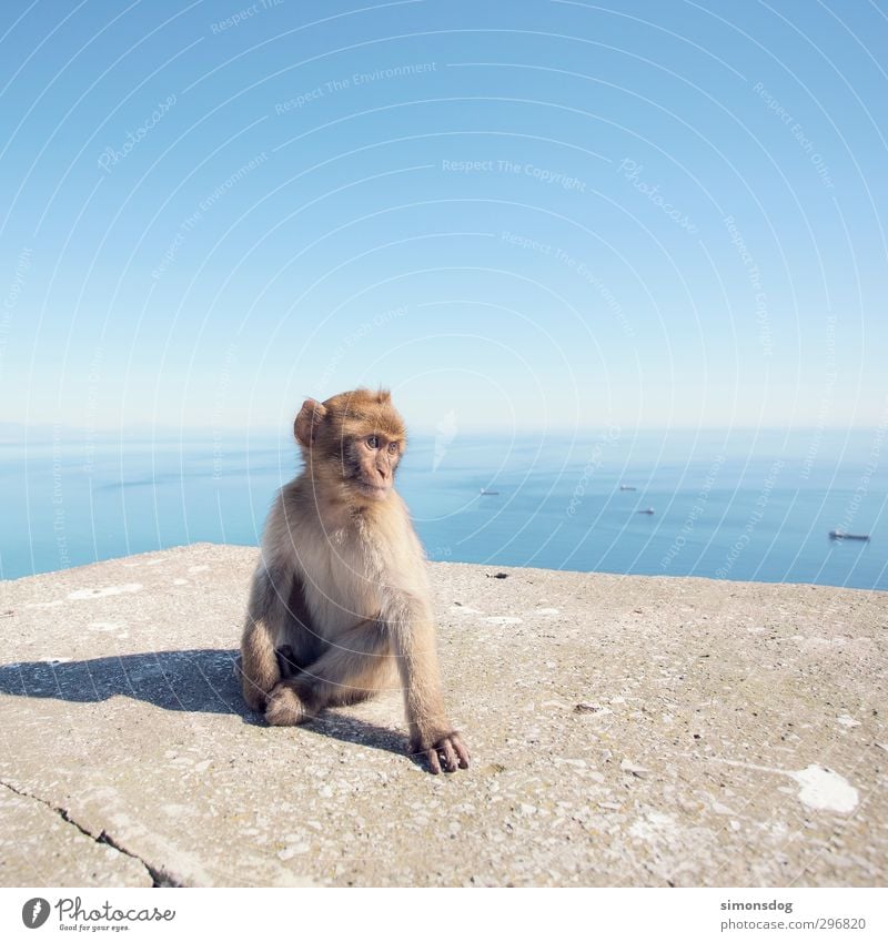 monkey Water Sky Cloudless sky Horizon Beautiful weather Ocean Animal Wild animal Monkeys 1 Observe Sit Wall (barrier) Watercraft Navigation Conceited Posture