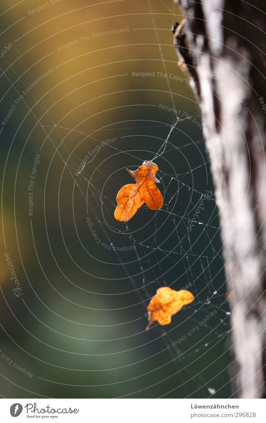 autumn catch Nature Plant Autumn Beautiful weather Tree Leaf Oak leaf Tree bark Net Dreamcatcher Catch Esthetic Brown Yellow Green Orange Moody Serene Calm