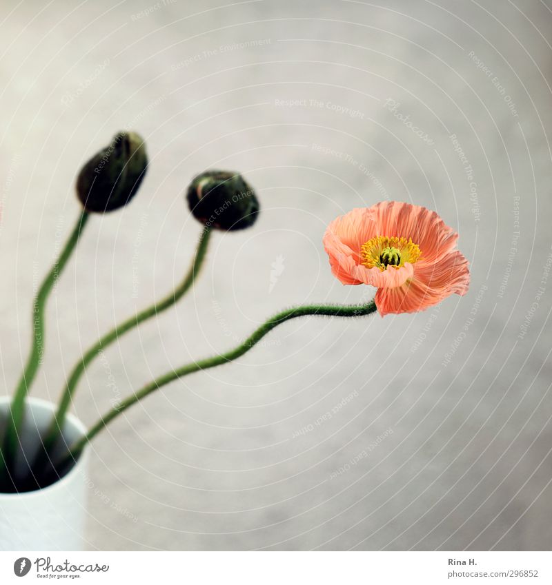 poppy Flower Blossom Poppy Esthetic Bud Stalk Vase Still Life 3 Square Colour photo Interior shot Deserted Copy Space top Copy Space bottom