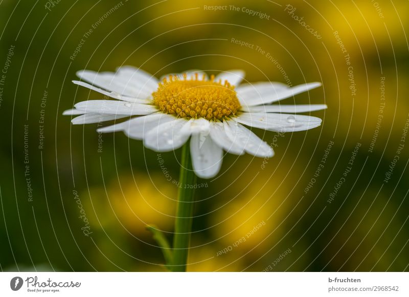 Marguerite Blossom Contentment Relaxation Calm Meditation Environment Nature Plant Summer Flower To enjoy Happiness Fresh Belief Religion and faith Happy Hope