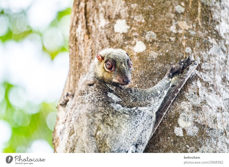 clamp flying dog Animal portrait Blur Sunlight Contrast Light Day Close-up Detail Deserted Exterior shot Colour photo Goggle eyes Looking Flying Pelt Amazed Bat