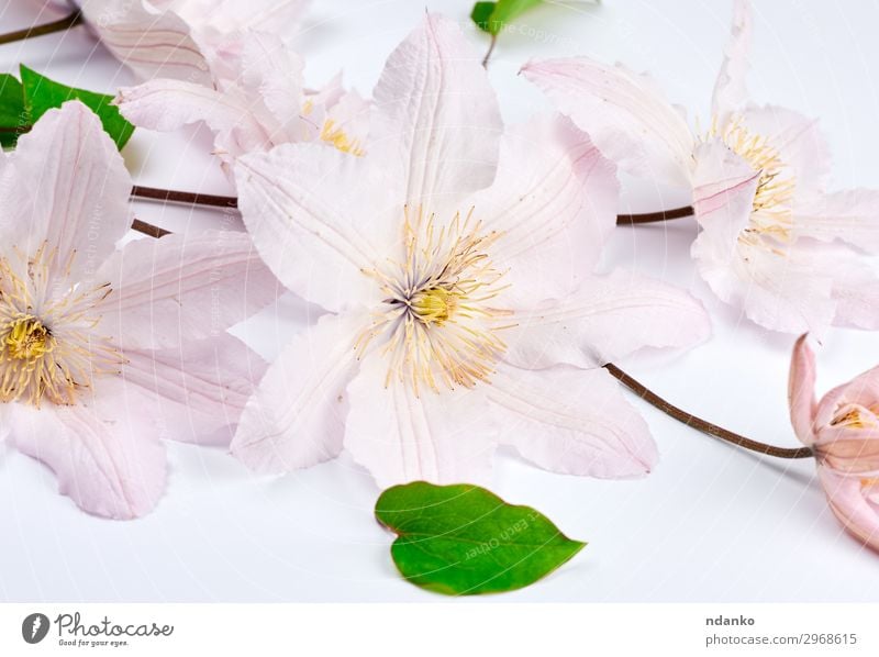 bouquet of pink clematis flowers Summer Garden Wedding Nature Plant Flower Leaf Blossom Bouquet Blossoming Fresh Bright Natural Green Pink White Colour