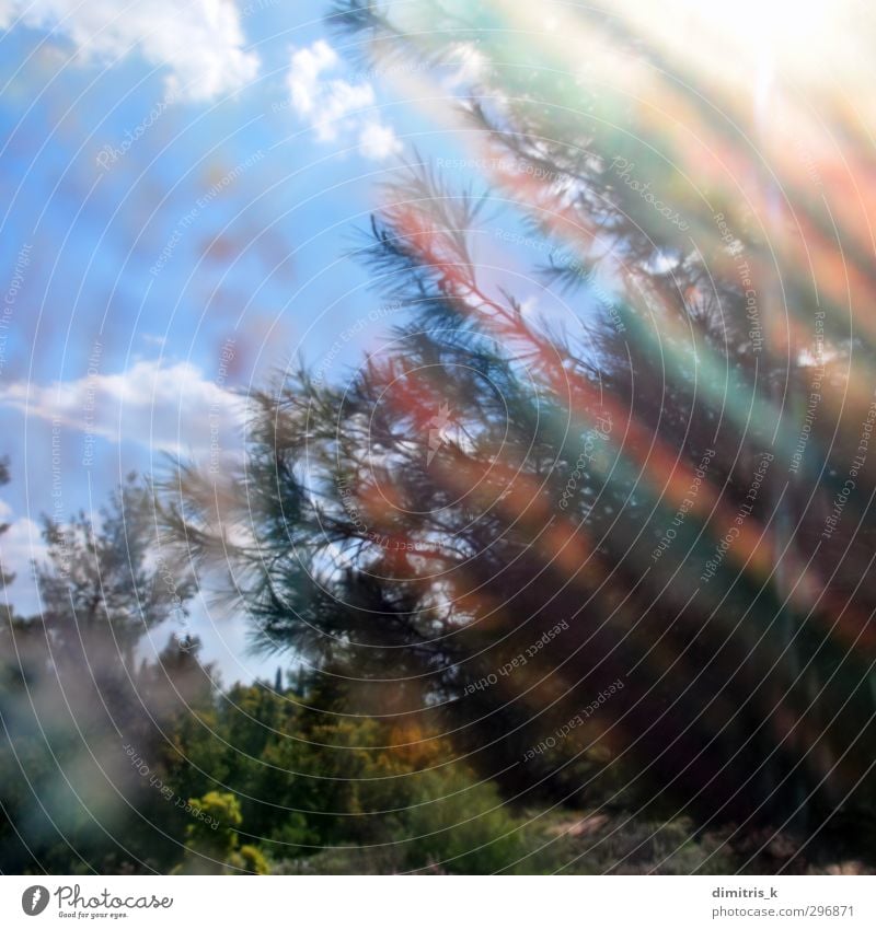 branches painted glass Nature Landscape Plant Sky Clouds Spring Weather Tree Leaf Forest Dream Faded Bright Retro Colour Surrealism streaks Pine Flare distorted