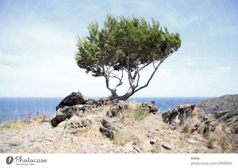 Catalan Weather Defiance (I) Earth Sky Horizon Spring Beautiful weather Tree Rock Mountain Coast Ocean Mediterranean sea Stand Exceptional Power Life Endurance