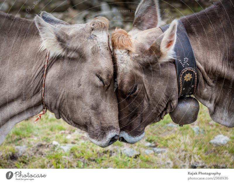 cowardly love Animal Farm animal Cow 2 Together Emotions Happy Acceptance Sympathy Friendship Love Love of animals Infatuation Romance Calm Idyll Contentment