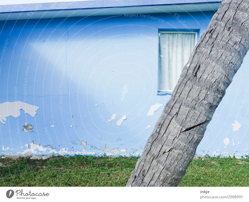 Cuban gate Summer Beautiful weather Tree Tree trunk Palm tree Meadow Deserted House (Residential Structure) Facade Garden Window Old Authentic Simple Bright